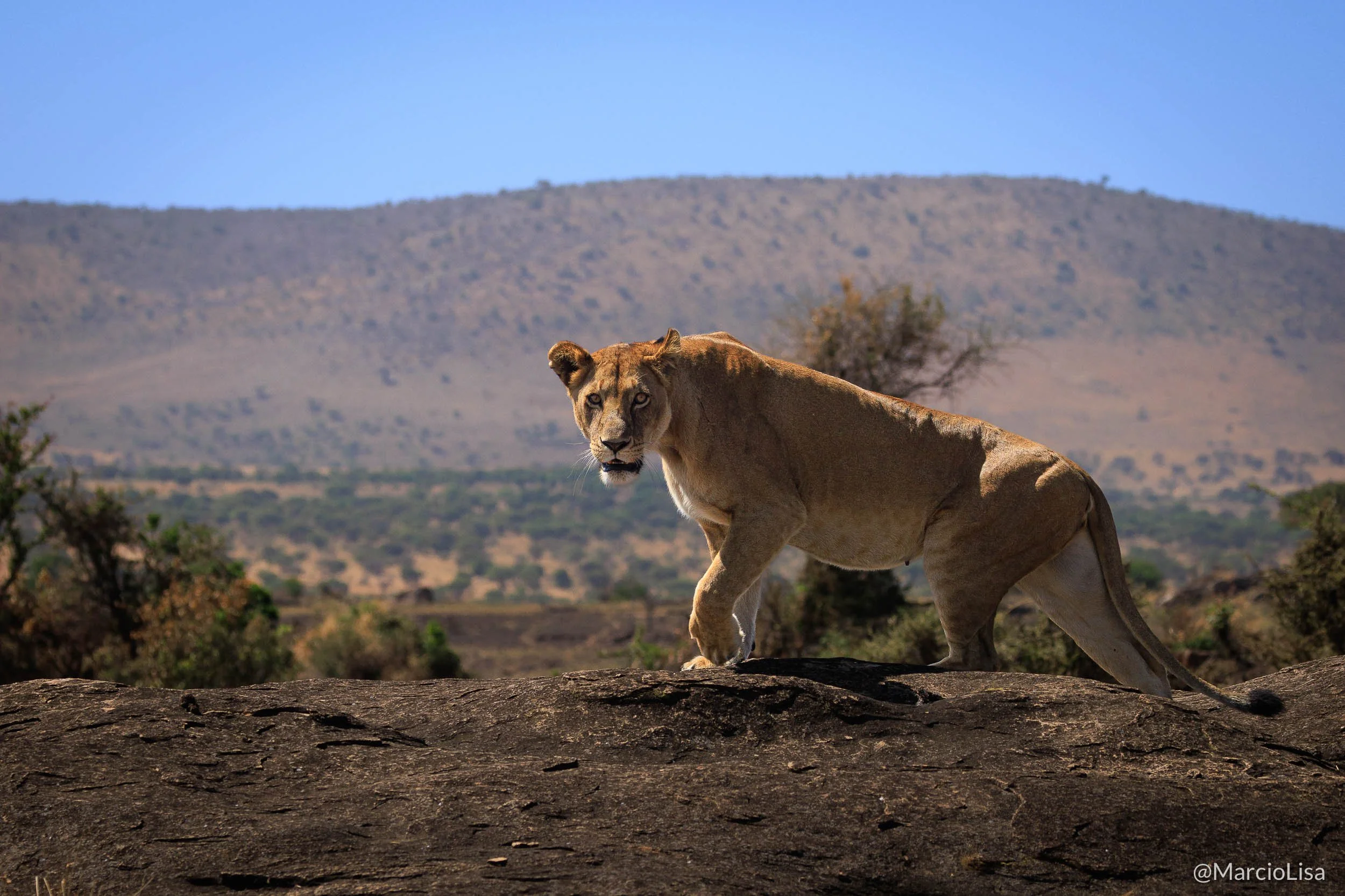 Leoa no Serengeti - Photo Safari Tanzania e Zanzibar 2026.jpg