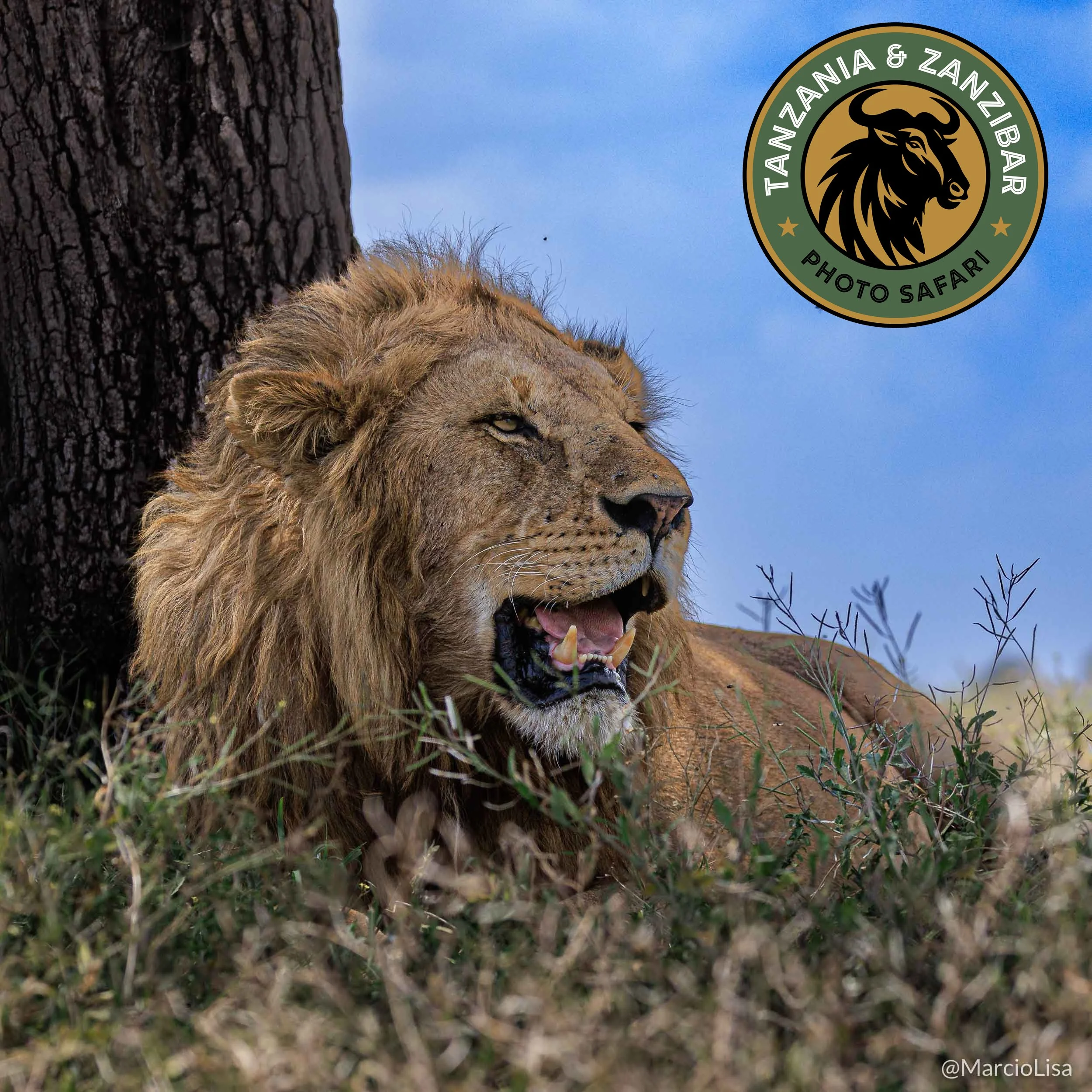 Safari Fotográfico Tanzânia e Zanzibar. Safari na África