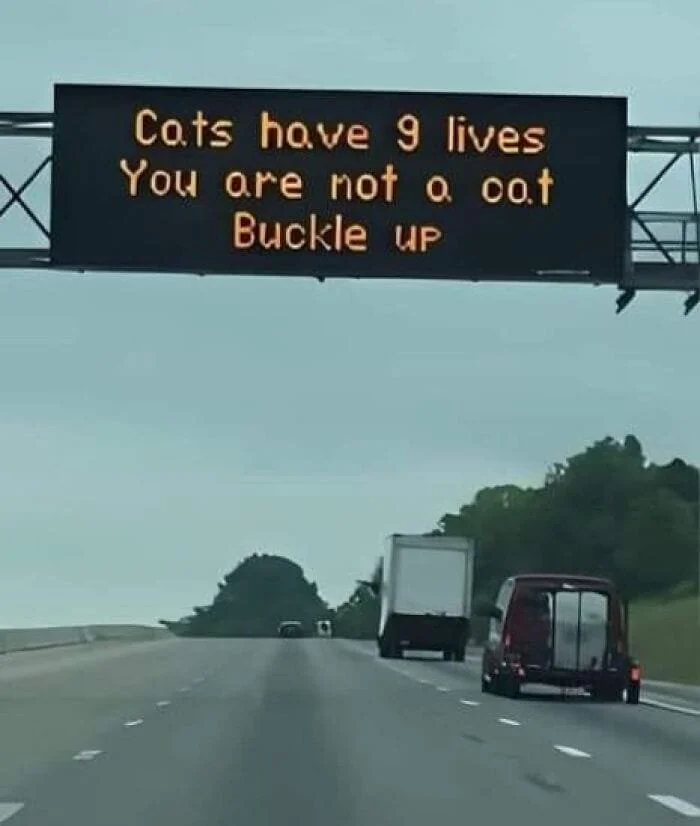 cats buckle.jpg