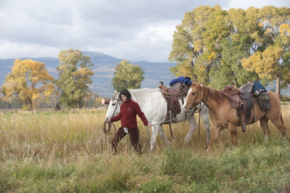 A woman walks two horses