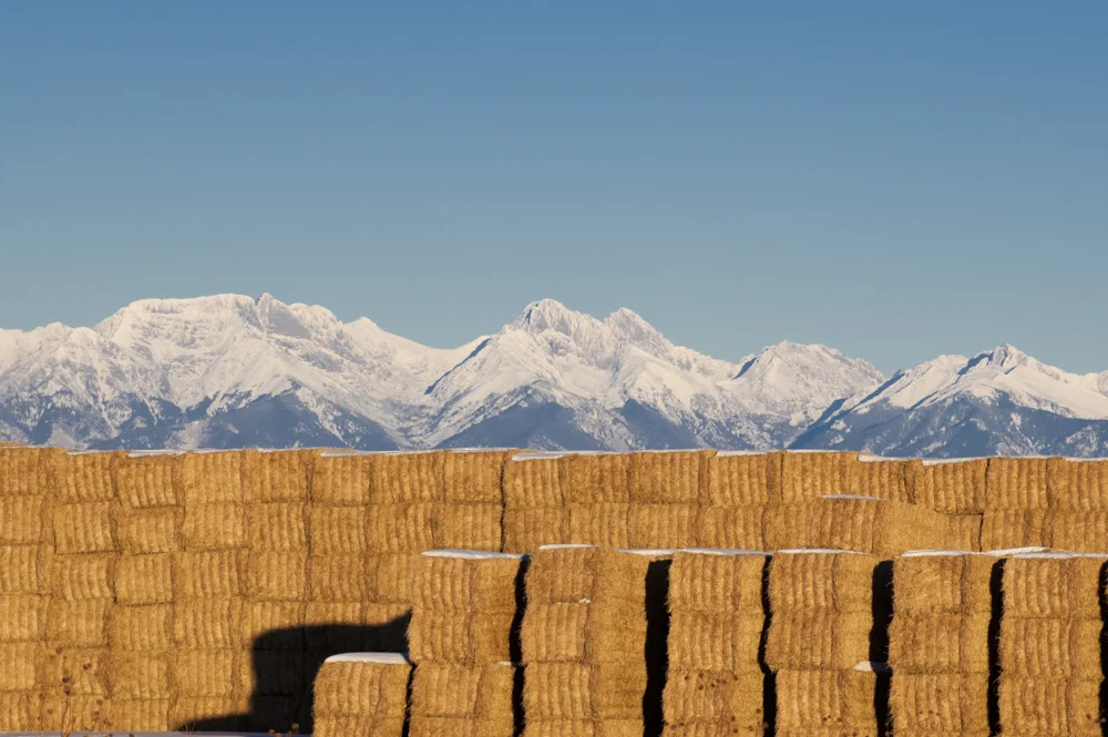 Sangre de Cristo mountains and hay bales