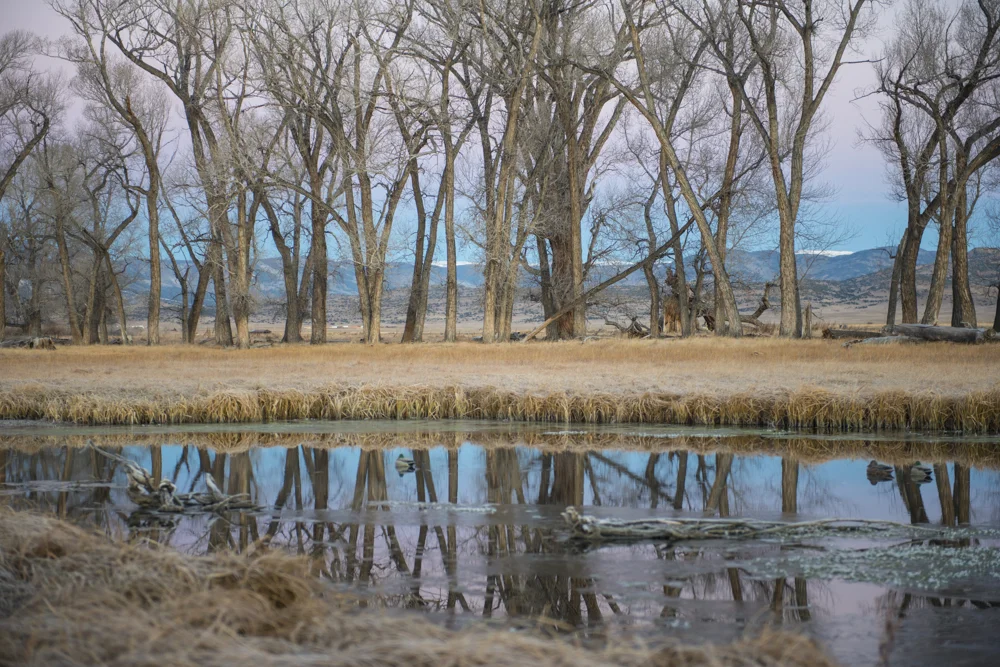 pastel colors over duck habitat