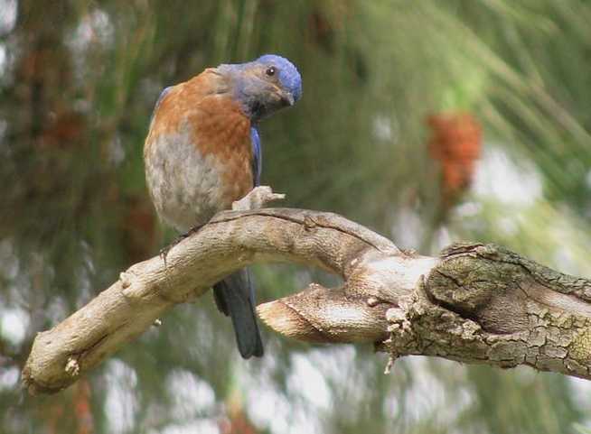 Western Bluebird at Ralph B. Clark Regional Park, Buena Park, CA. Photo by Davefoc. Source: https://commons.wikimedia.org/