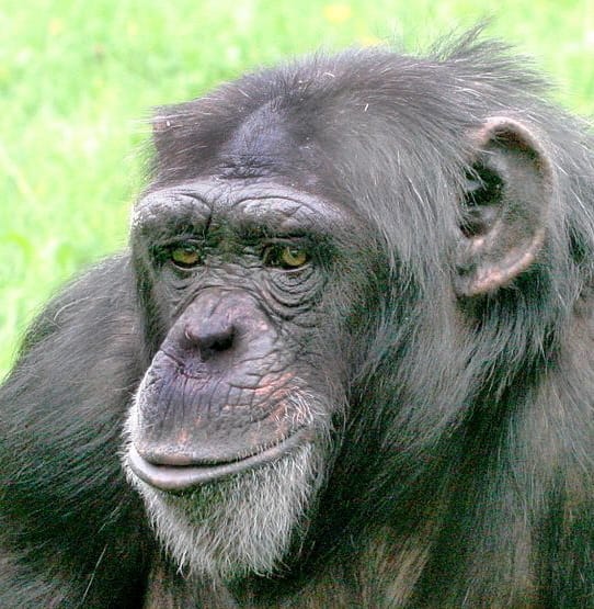 Female chimpanzee at Twycross Zoo UK, by William H. Calvin. Source: https://commons.wikimedia.org/