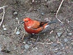 'Apapane (Himatione sanguinea), a species of Hawaiian honeycreeper. Source: https://en.wikipedia.org/