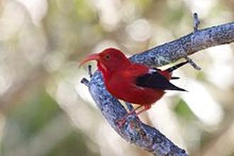 'I'iwi (Vestiaria coccinea), scarlet Hawaiian honeycreeper. Source: https://en.wikipedia.org/wiki/