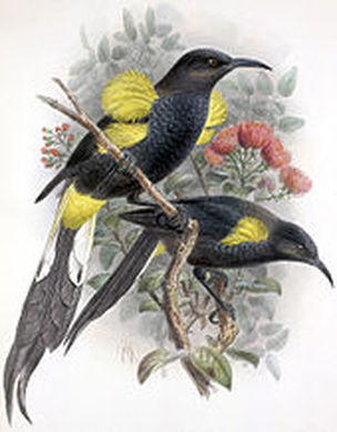 Hawaiʻi ʻōʻō (Moho nobilis), a honeyeater. Source: https://en.wikipedia.org/