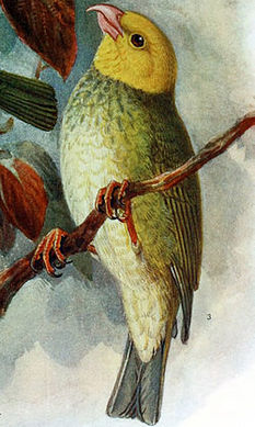 ʻŌʻū (Psittirostra psittacea), a species of Hawaiian honeycreeper. Source: https://en.wikipedia.org