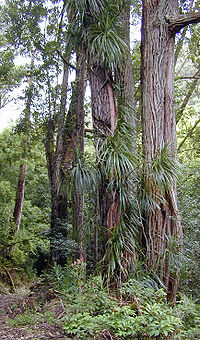 Freycinetia arborea--aerials roots attaching to tree. Source: https://en.wikipedia.org/