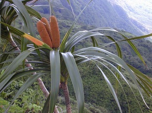 'Ie'ie (Freycinetia arborea). Photo by Forest & Kim Starr (USGS), Plants of Hawaii. Source: https://en.wikipedia.org/
