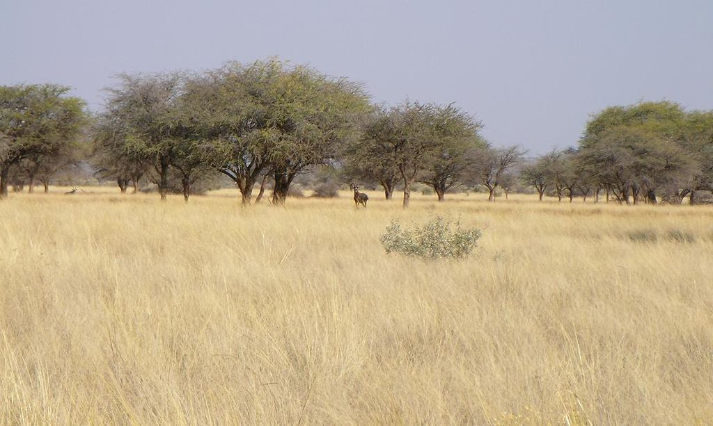 Savanna (and animals) near Kuruman, South Africa. Photo by Brian Dell. Source: https://commons.wikimedia.org