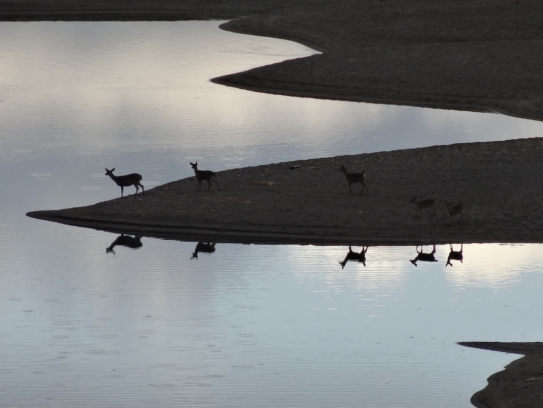 "Reflected in the Gualala River." Photo by Rick Denniston.