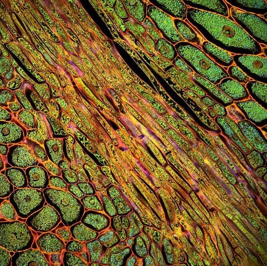 El Choclo ("corn cob"), by Fernan Federici. Source: http://www.featherofme.com/fernan-federici-microscopic-photographs-of-plants/