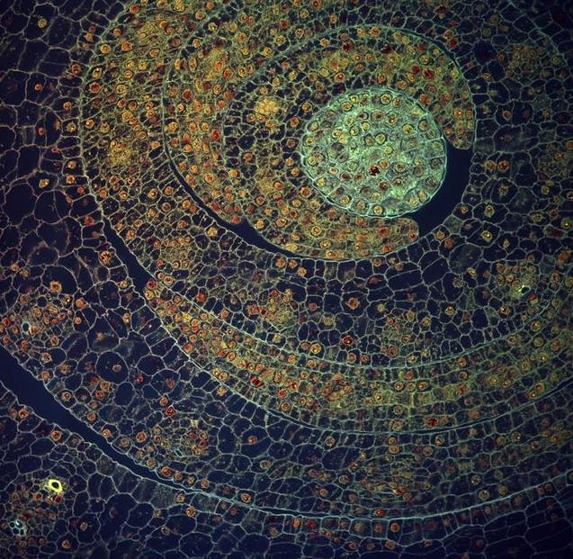 Plant art by Fernan Federici. Source: http://www.featherofme.com/fernan-federici-microscopic-photographs-of-plants/