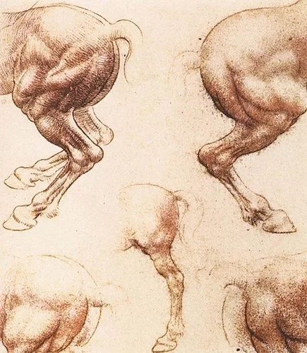 Study of horses (1504-06), by Leonardo da Vinci. Royal Library, Windsor Castle, England. Source: Source: commons.wikimedia.org