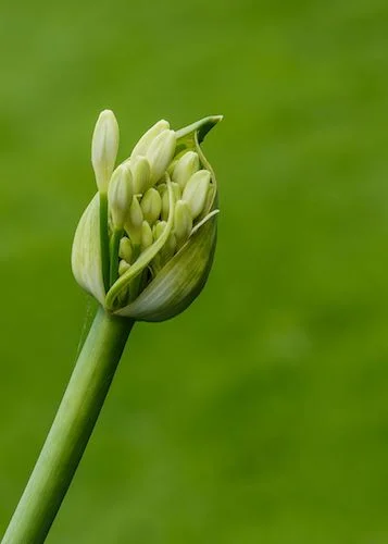 Agapanthus 'White Heaven'. Photo by Dominicus Johannes Bergsma. Source: commons.wikimedia.org/