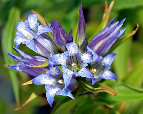 Willow Gentian ( Gentiana asclepiadea ). Photo by André Karwath. Source: commons.wikimedia.org