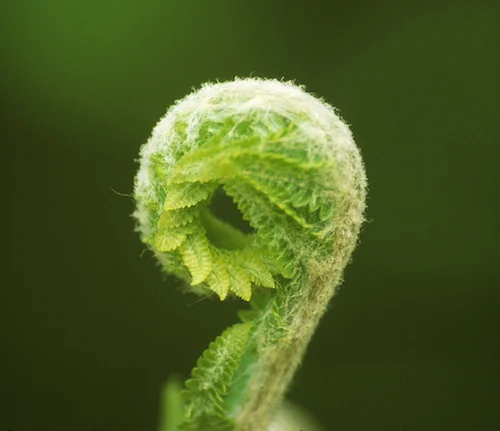 The tender fronds of a fiddlehead fern unfurl. Photo by Ken Sturm/USFWS. Source: commons.wikimedia.org/