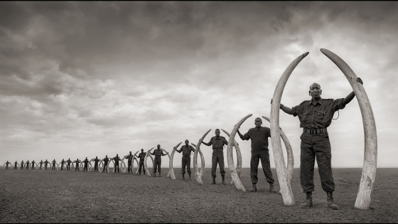 Line of Rangers Holding Tusks Killed at the Hands of Man, Amboseli National Park, Kenya (2011), archival pigment print by Nick Brandt. Source: artworksforchange.org/portfolio/extinction/