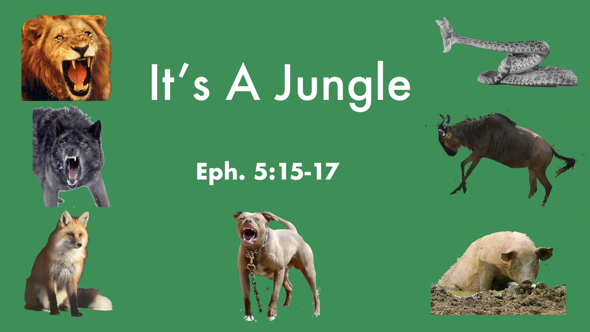 It's A Jungle WIDE.001.jpeg