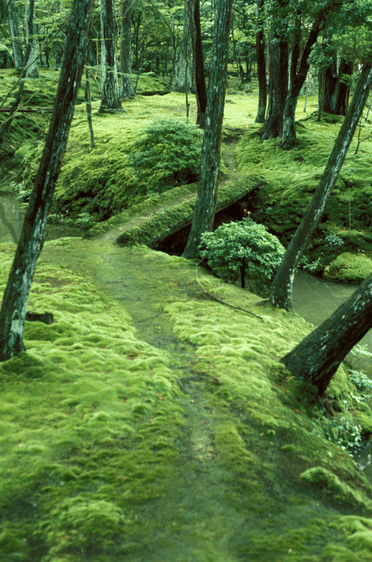 moss bridge.jpg