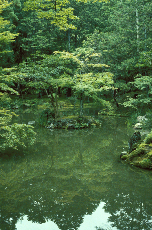 moss tree.jpg