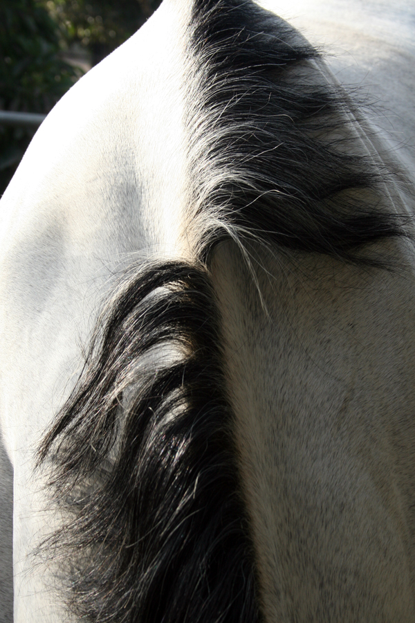 mane.jpg