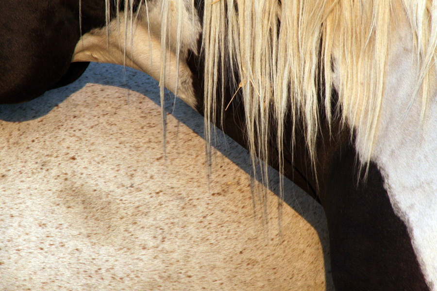 pinto pair.jpg