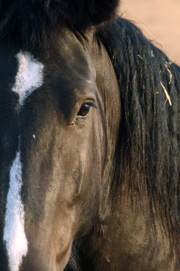 trailhorse.jpg