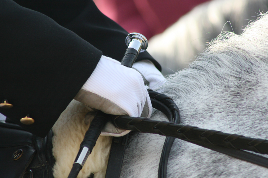 dressage hands.jpg