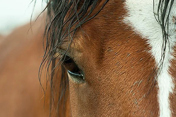 sd rodeo (1 of 1).jpg