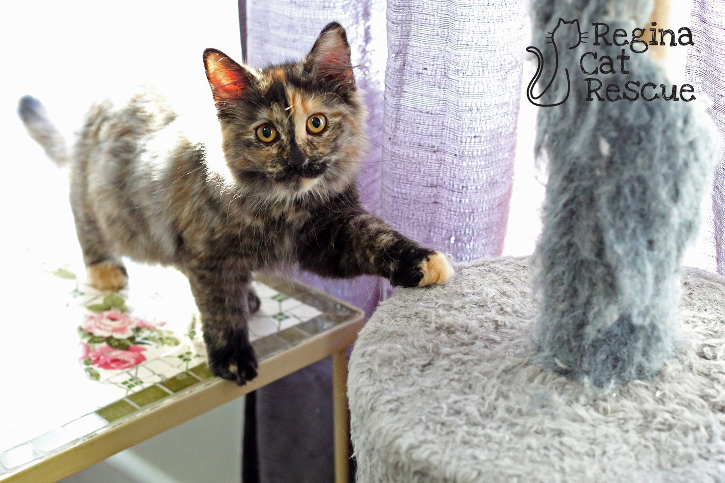 Stephy — Regina Cat Rescue