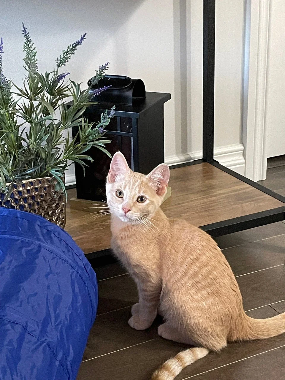 Marcus — Regina Cat Rescue