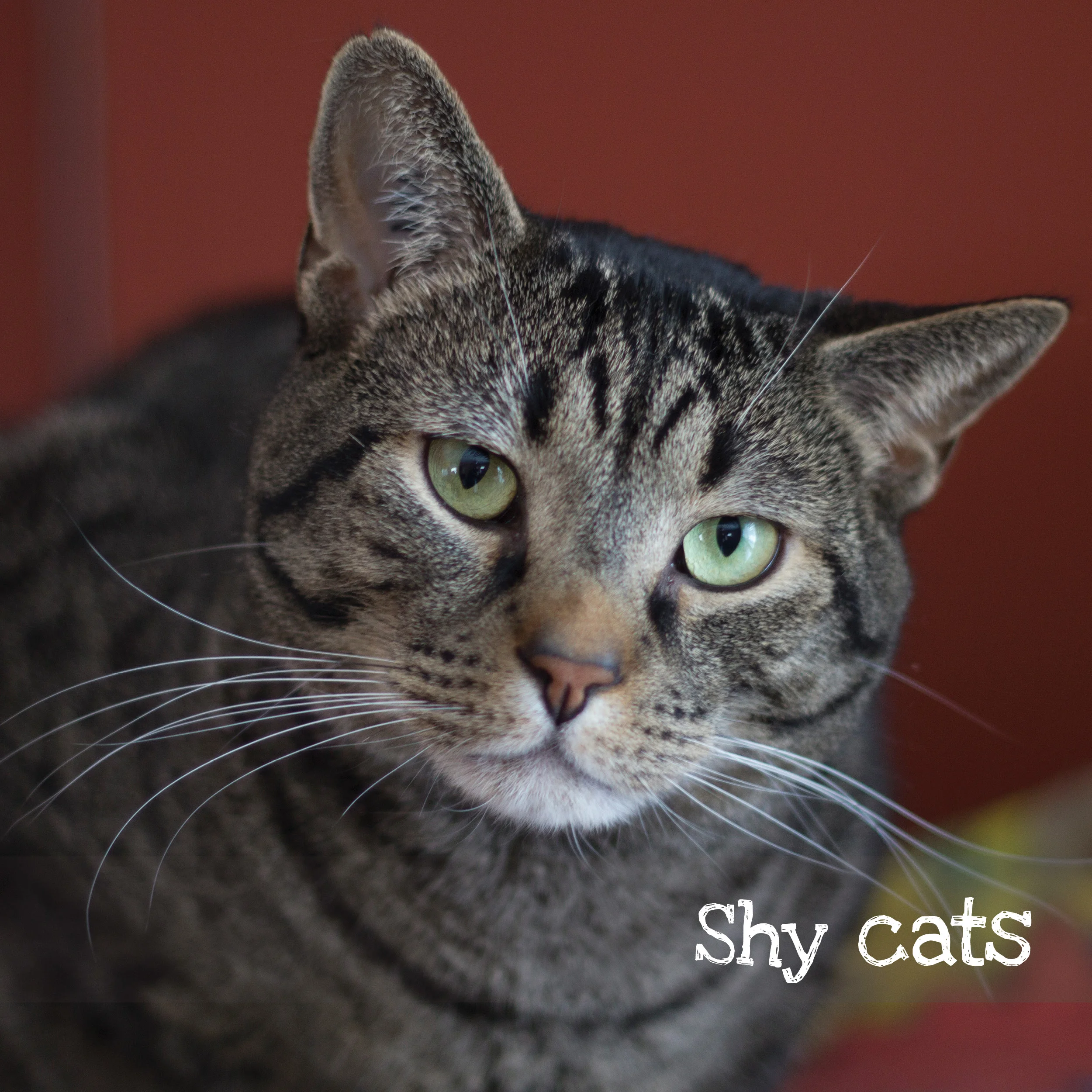 shycats.jpg
