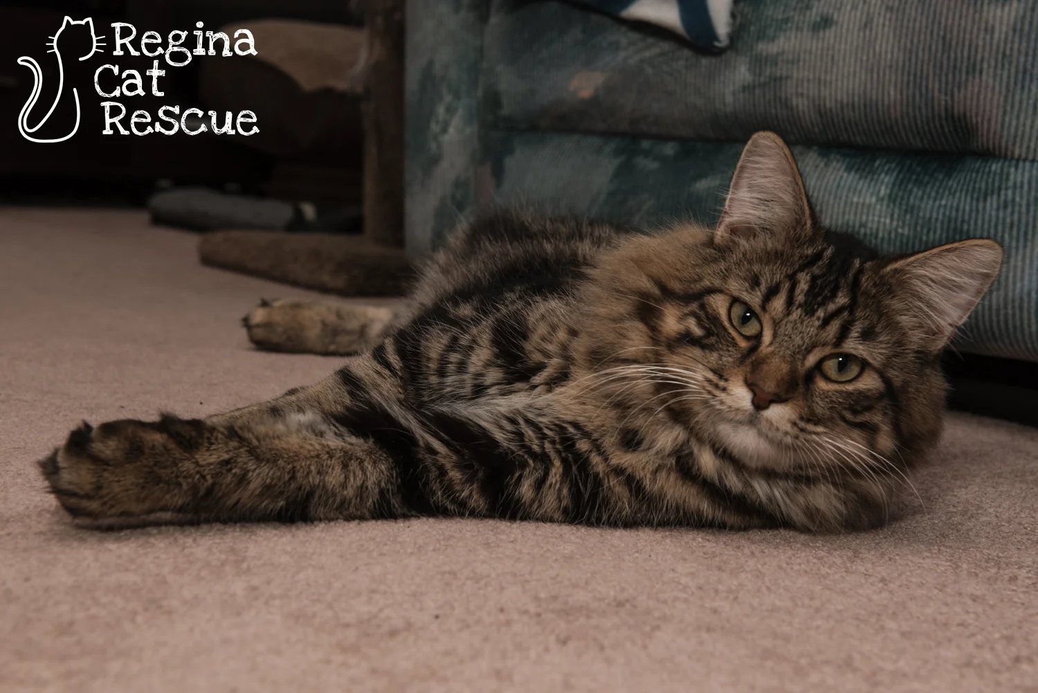 Photos of Clooney by Erika Gayle Photography