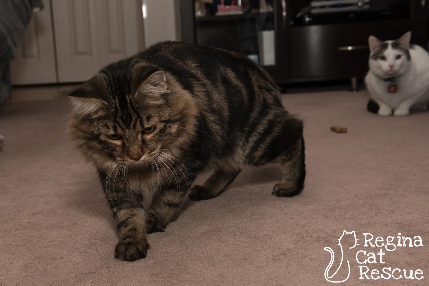 Clooney and the foster home's resident cat.