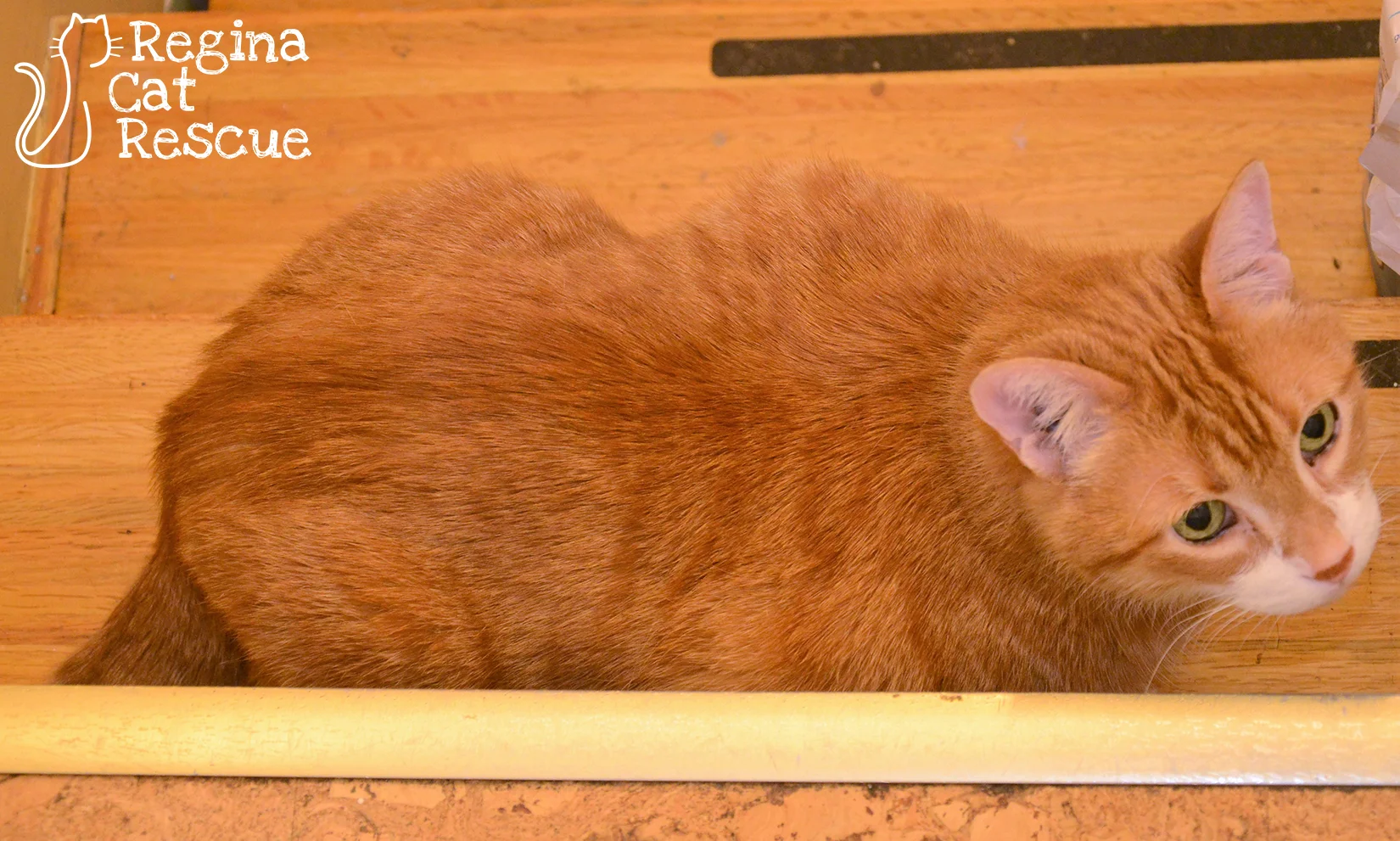 Ginger4-March2018.jpg