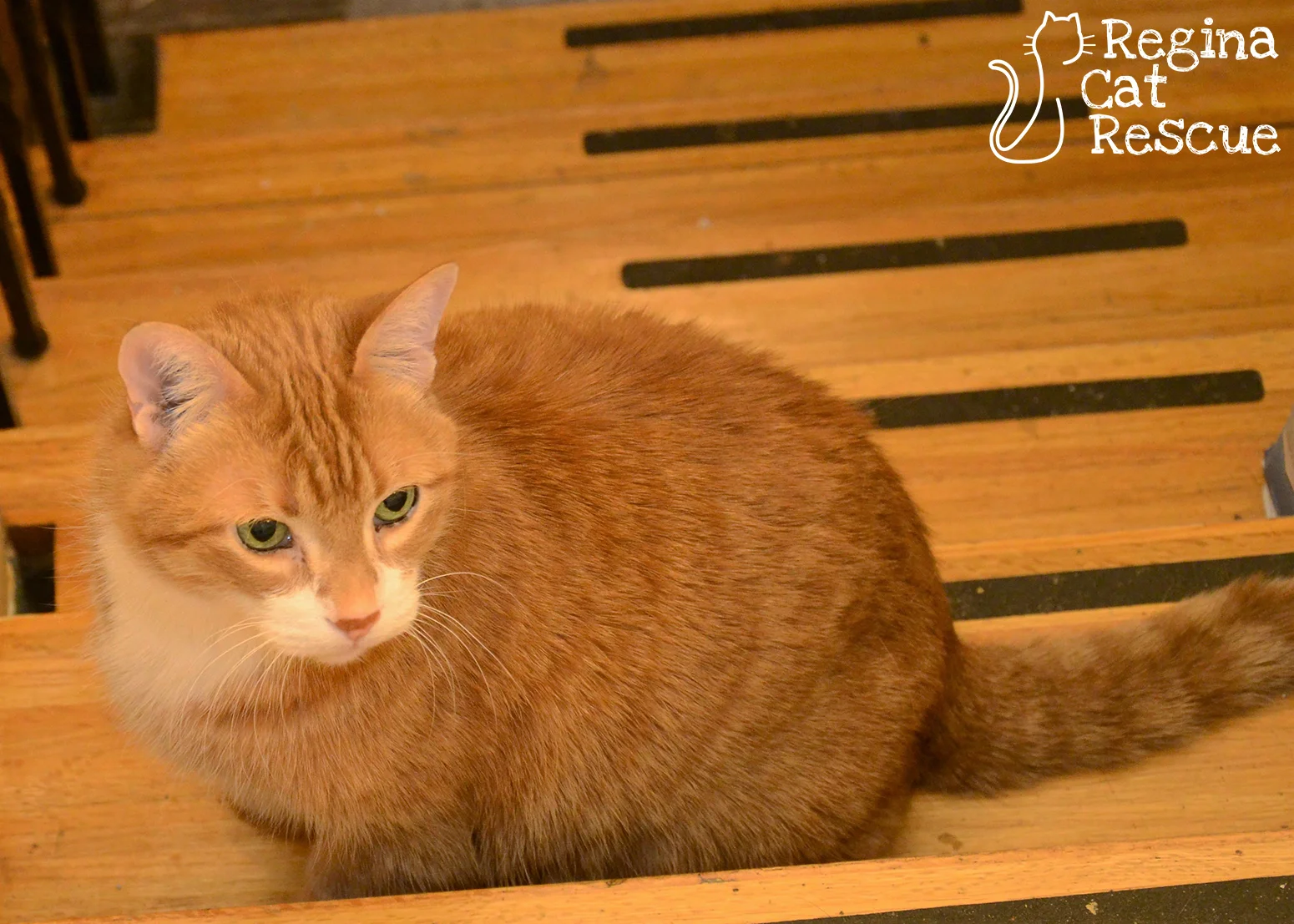 Ginger5-March2018.jpg
