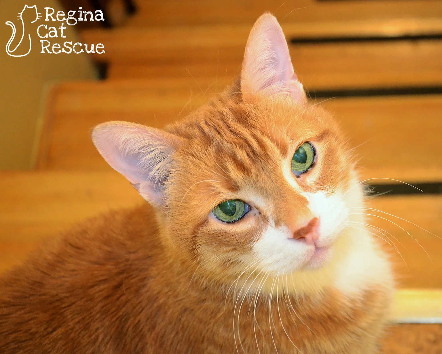 Photos of Ginger by RB Photography
