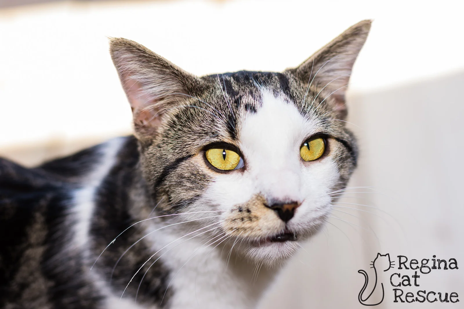 Photo credit - Photos of Falcon by Lindsey-Frozen Moments Photography