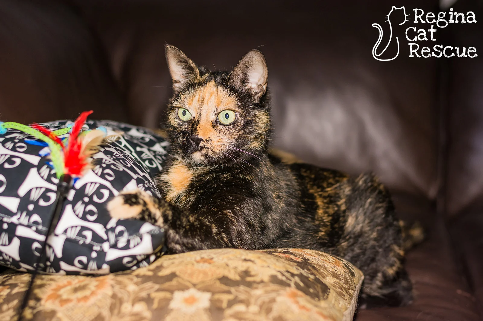 Photos of Maow by Lindsey-Frozen Moments Photography
