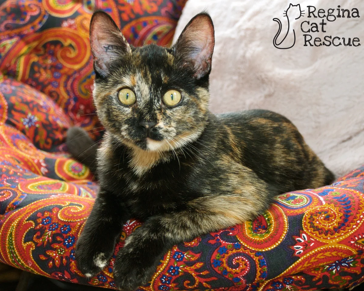 Photos of Cookie by Gary J. Weisbrodt and daughter Christine Weisbrodt