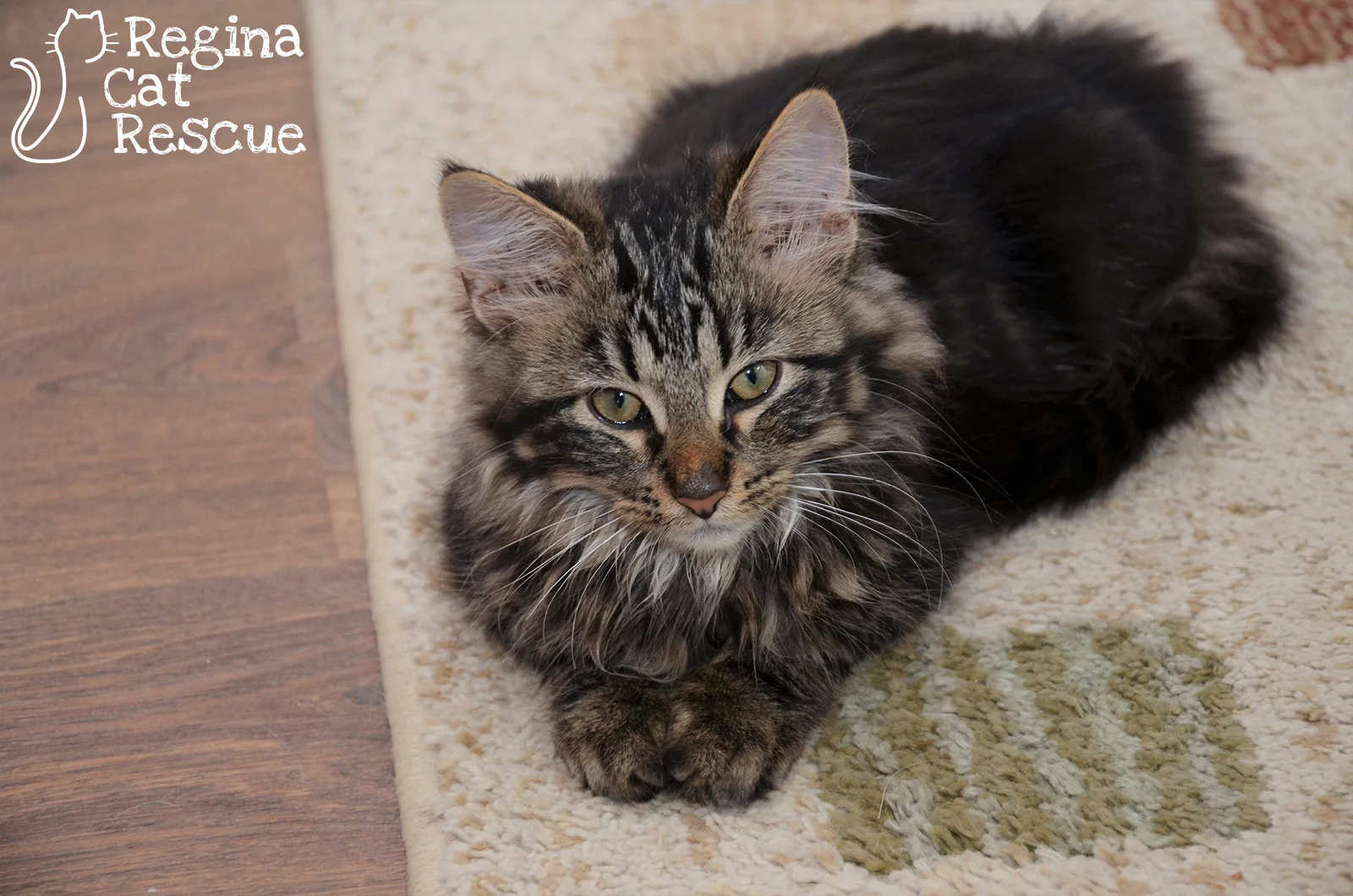 Photos of Sierra by RB Photography