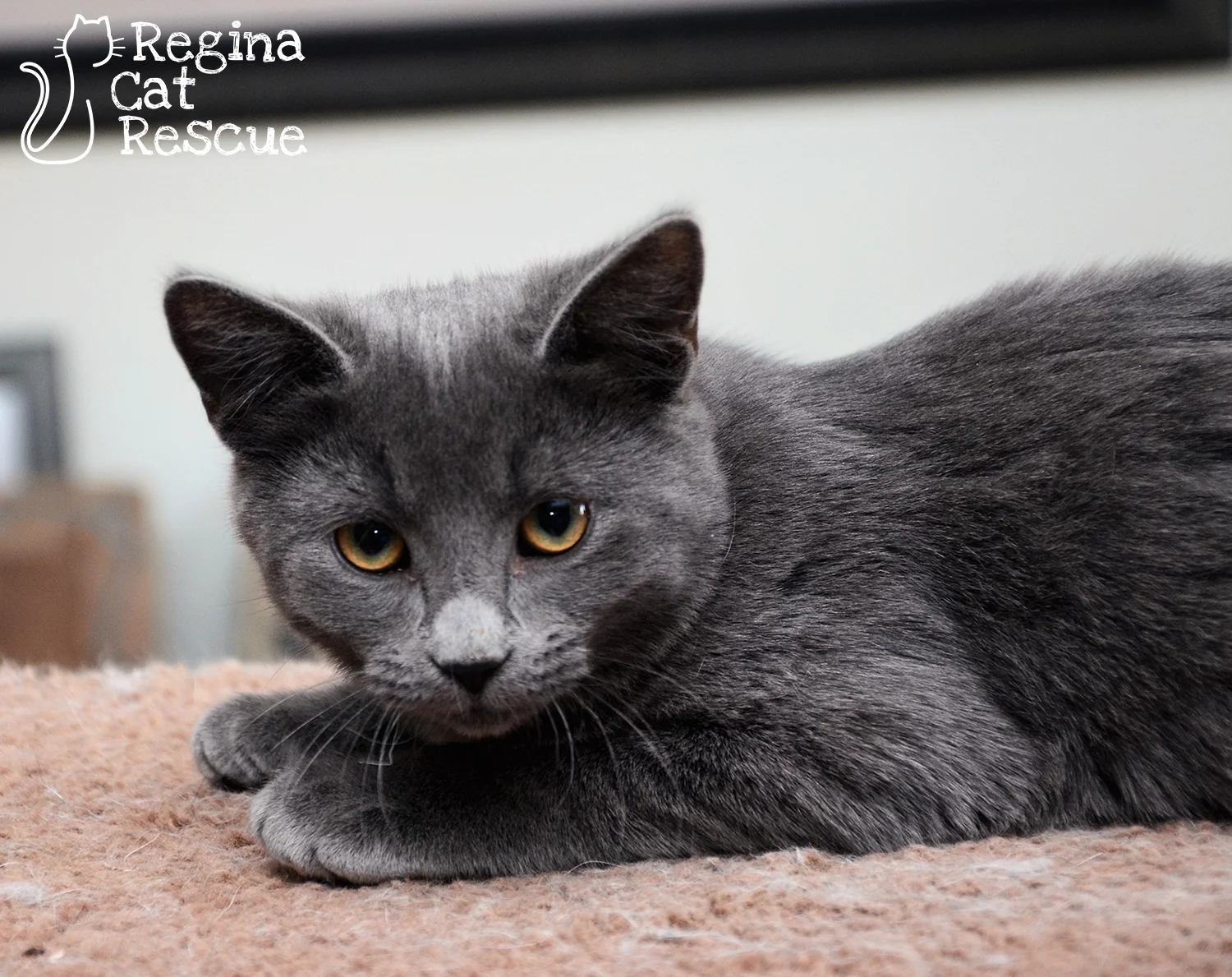 Photos of Greycie by RB Photography