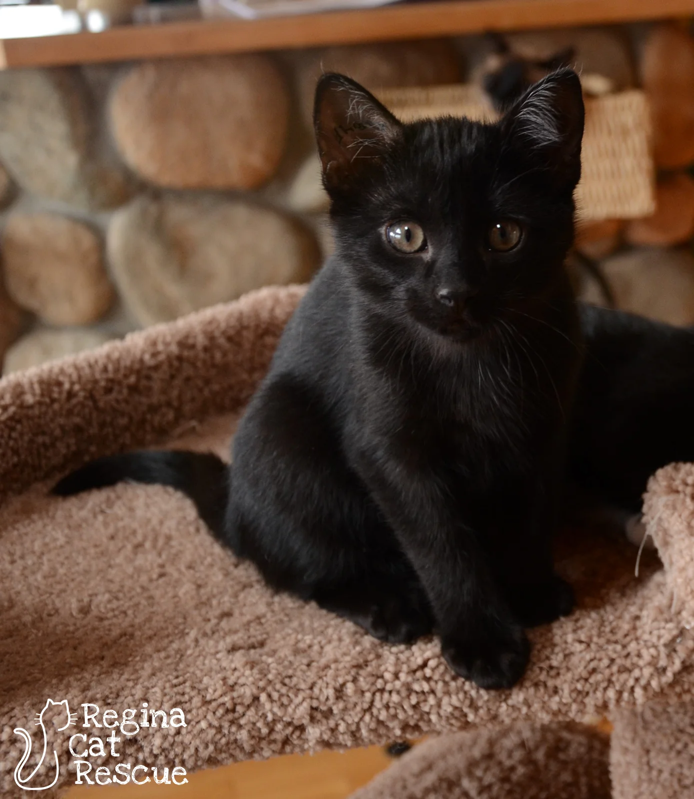 Photos of Newt by RB Photography