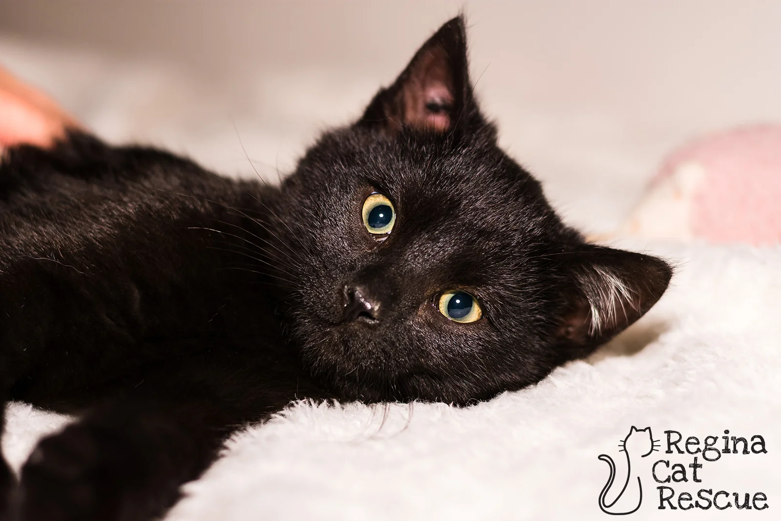 Photos of Denzil by Lindsey-Frozen Moments Photography