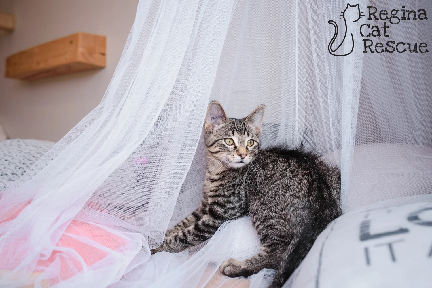 Photos of Ivan by Erika Gayle Photography