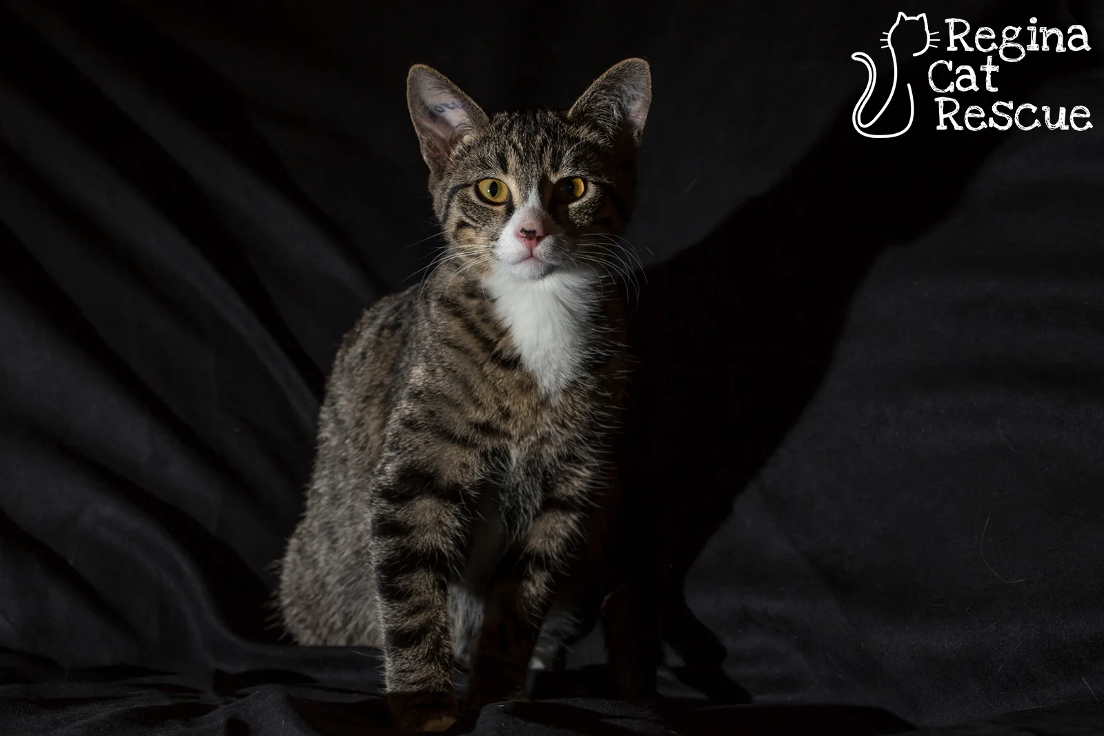 Joey5-Dec2018.jpg