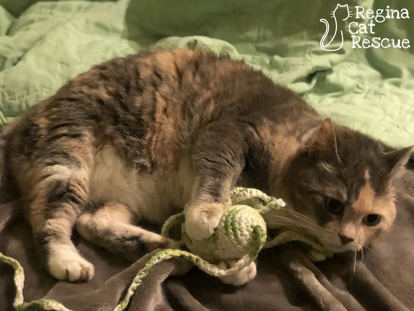 Minou-Dec2018.jpg