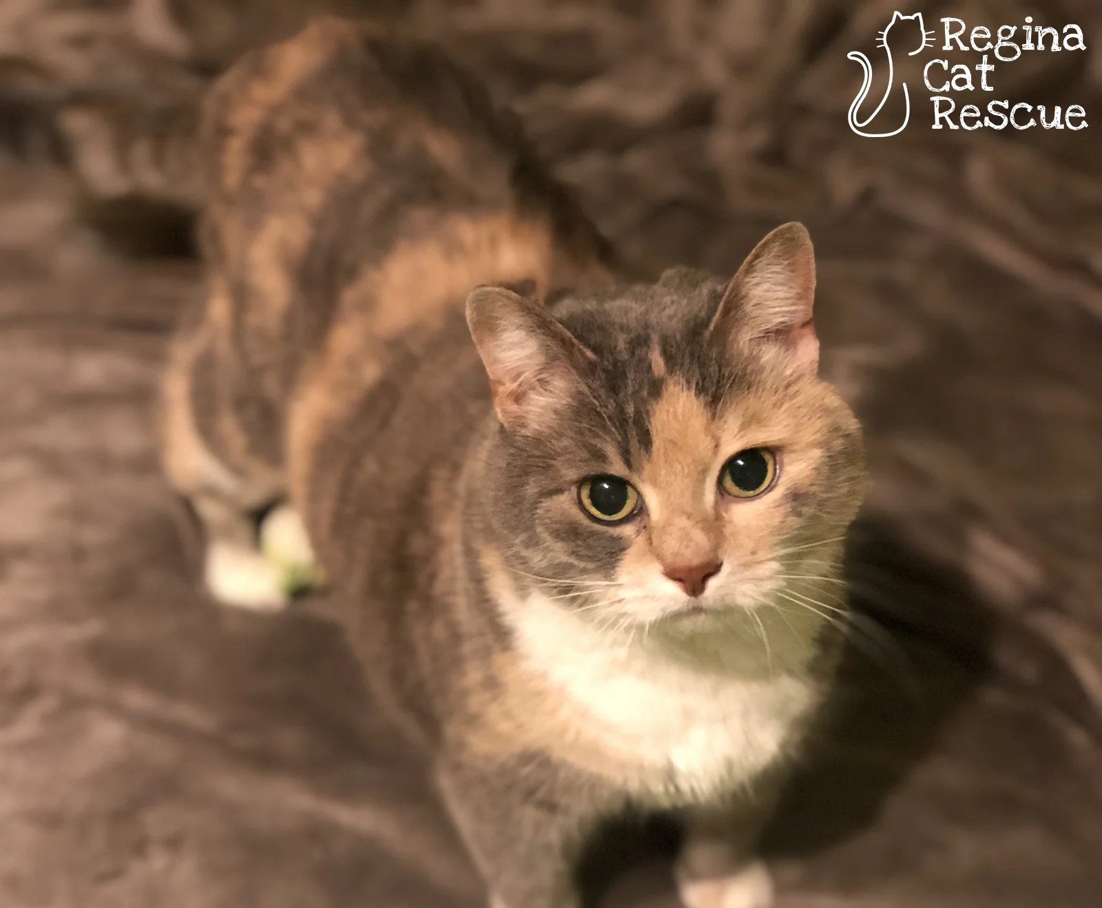 Minou3-Dec2018.jpg